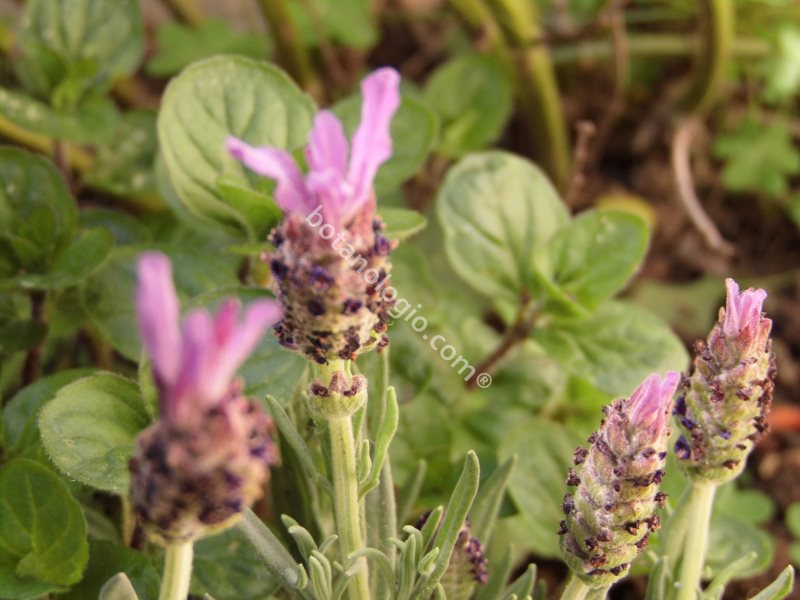 θεραπευτικα βοτανα