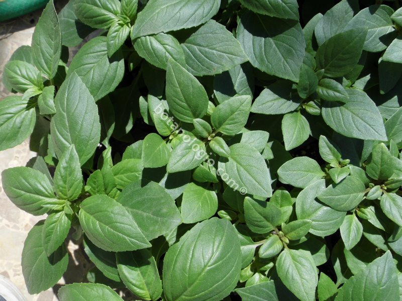 βοτανα θεραπευτικα